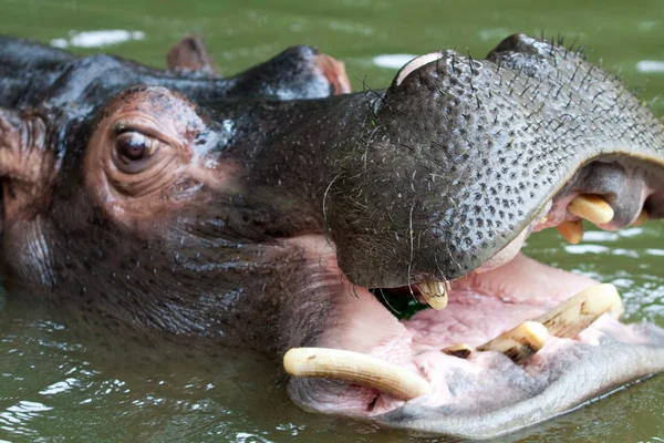 Swimming hippo, close up shot — Stock Photo, Image