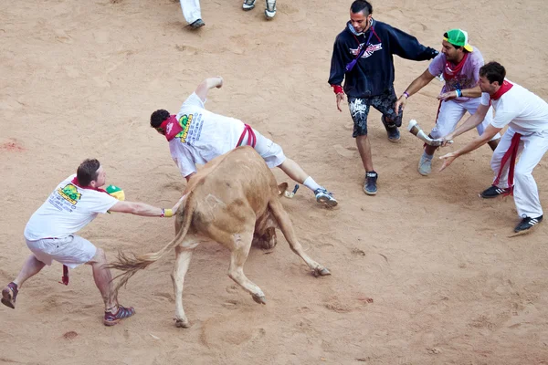 PAMPLONA, SPAIN - JULY 8: People having fun with young bulls at — Stock Photo, Image