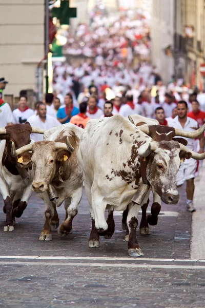 Παμπλόνα, Ισπανία-Ιούλιος 9: ταύροι τρέχει στο δρόμο κατά τη διάρκεια του fermi σαν — Φωτογραφία Αρχείου