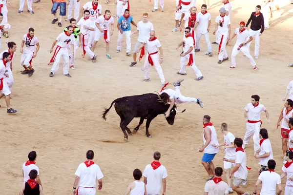 Pamplona, İspanya - Temmuz 9: insanlar genç boğa ile eğleniyor