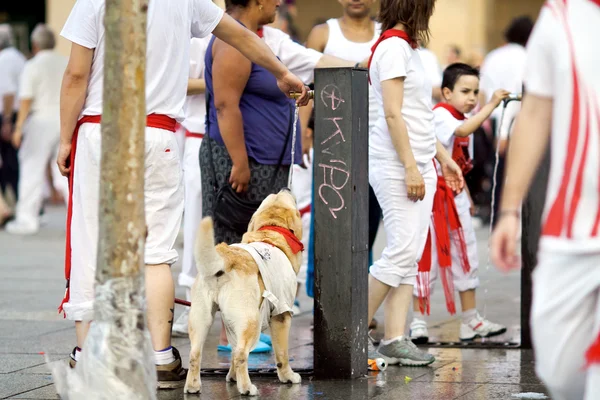 PAMPLONA, SPAIN-JULY 10: A dog in costume on street during San F — Stock Photo, Image
