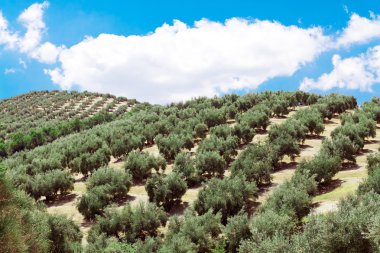 Genç zeytin ağaçları