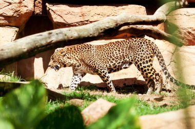 leopar