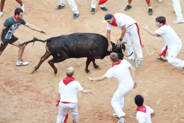 Pamplona, İspanya - Temmuz 9: insanlar genç boğa ile eğleniyor