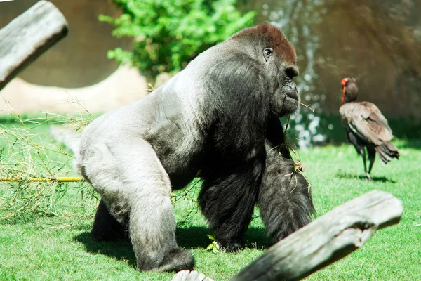 Gorilla — Stockfoto