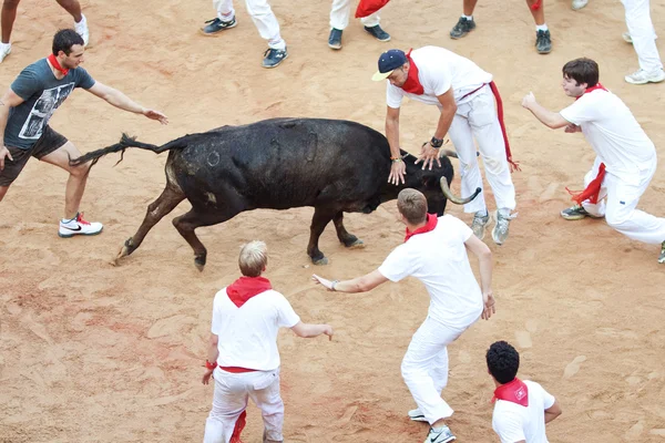 PAMPLONA, SPAIN - JULY 9: People having fun with young bulls at — Stock Photo, Image