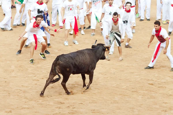 PAMPLONA, SPAIN - JULY 10: People having fun with young bulls at — Stock Photo, Image