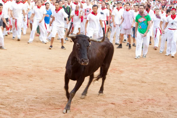 PAMPLONA, SPAIN - JULY 11: People having fun with young bulls at — Stock Photo, Image