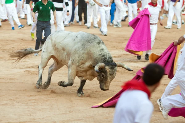 ПАМПЛОНА, ИСПАНИЯ - 11 июля: Люди веселятся с молодыми быками в — стоковое фото