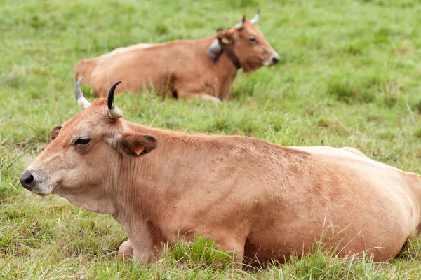 Duas vacas em um prado — Fotografia de Stock