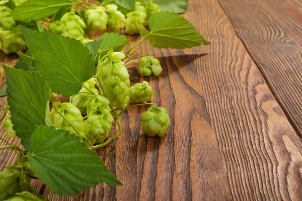 Hop plant on a wooden table — Stock Photo, Image