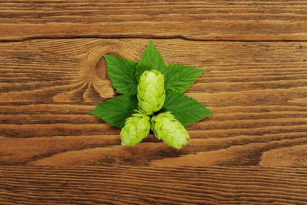 Hop plant on a wooden table — Stock Photo, Image