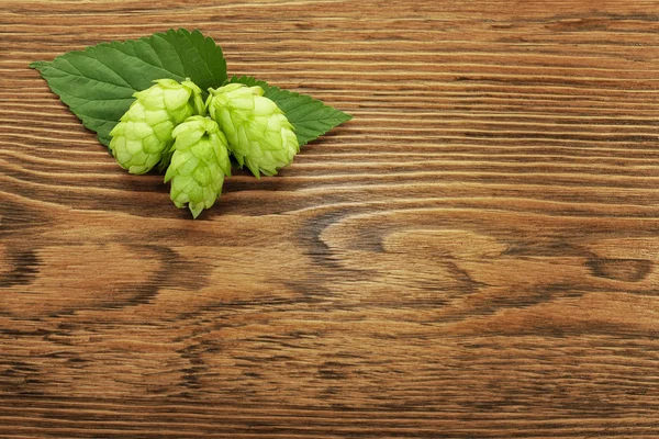 Hop plant on a wooden table — Stock Photo, Image