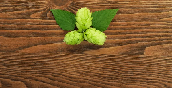 Hop plant on a wooden table — Stock Photo, Image