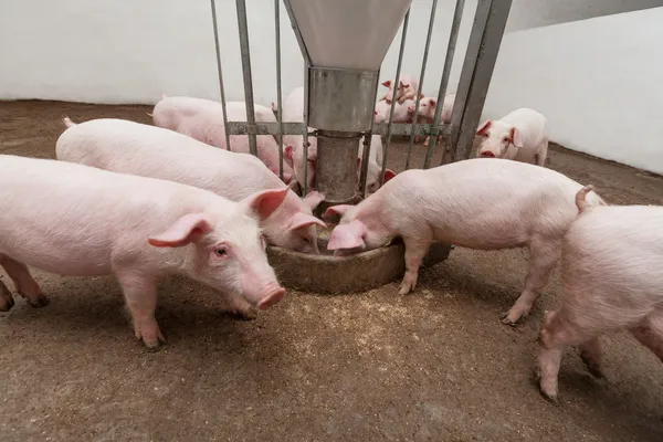 Свиная ферма — стоковое фото