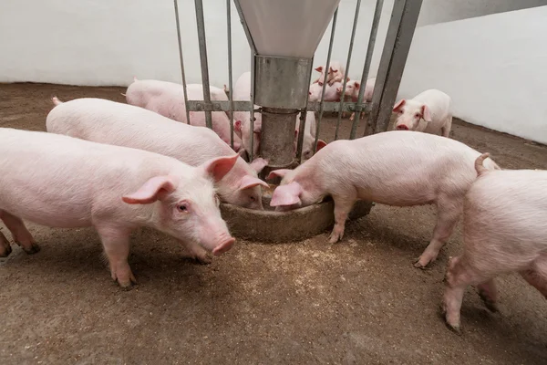 Varkensboerderij — Stockfoto