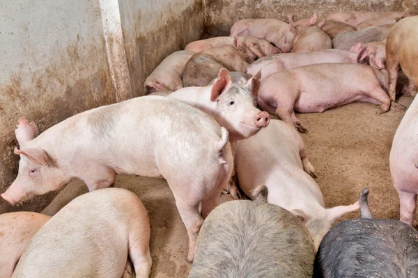 Varkensboerderij — Stockfoto