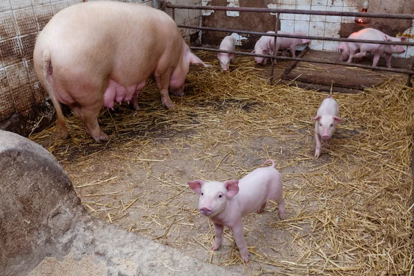 Sow pig with piglets — Stock Photo, Image