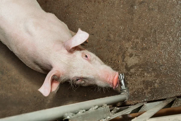 Pig farm — Stock Photo, Image