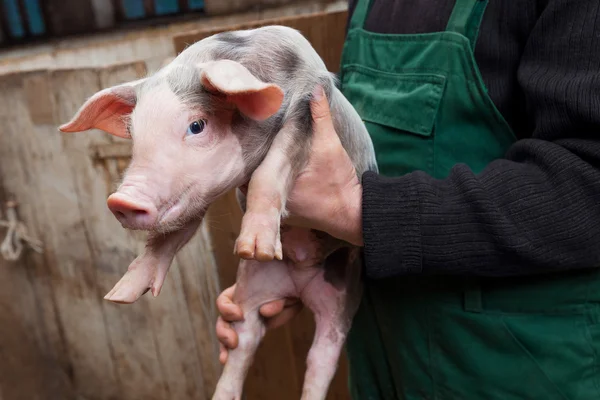 Maialino giovane su mani — Foto Stock