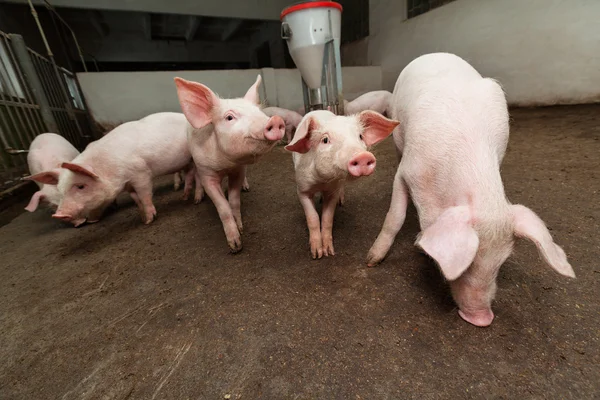 Pig farm — Stock Photo, Image