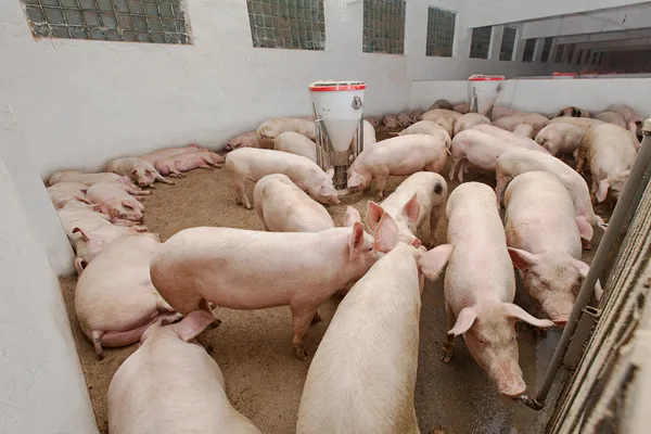 Varkensboerderij — Stockfoto