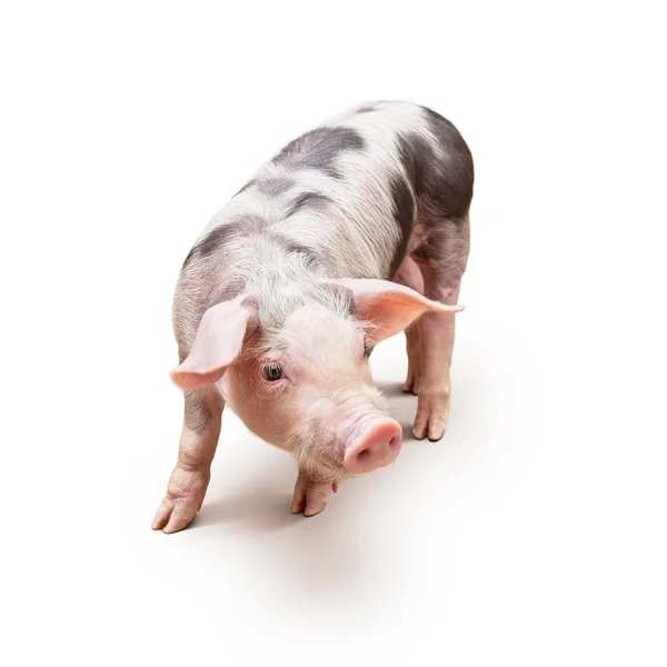 Young piglet — Stock Photo, Image