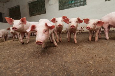 Pig farm clipart