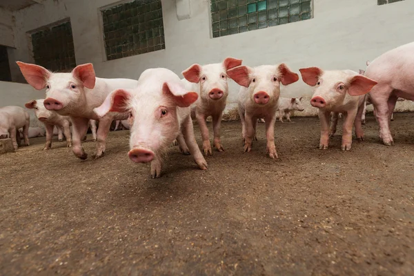 Varkensboerderij — Stockfoto