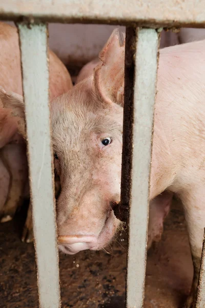 Schweinemastanlage — Stockfoto