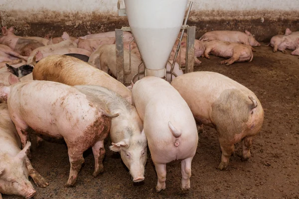 Pig farm — Stock Photo, Image