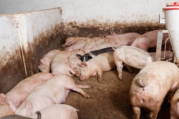 Pig farm — Stock Photo, Image