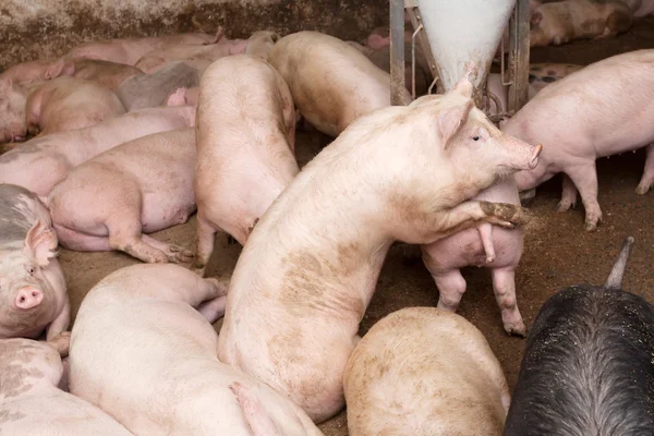 Pig farm — Stock Photo, Image