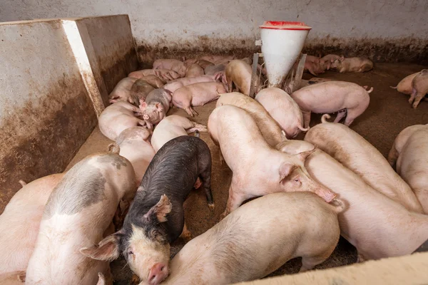 Hodowla świń — Zdjęcie stockowe