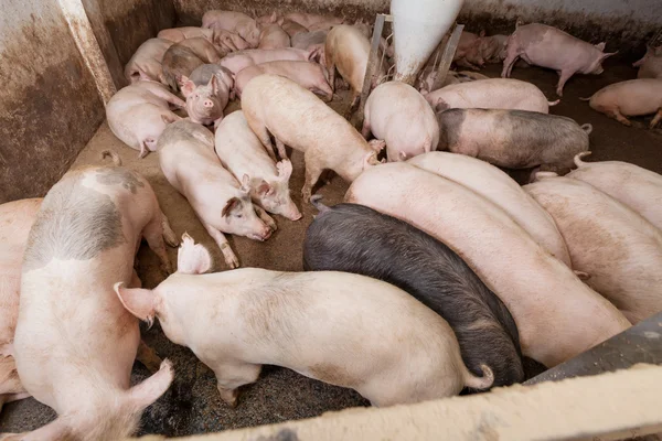 Granja de cerdos —  Fotos de Stock