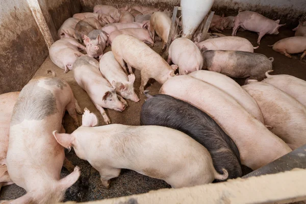 Varkensboerderij — Stockfoto