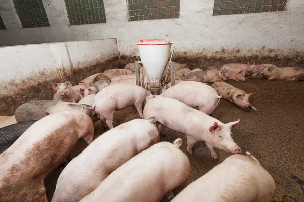 Pig farm — Stock Photo, Image