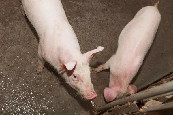 Granja de cerdos — Foto de Stock