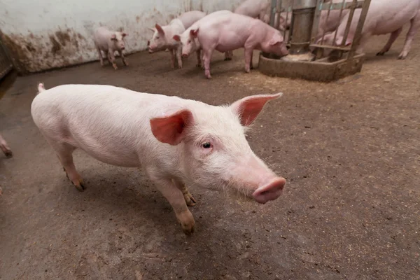 Pig farm — Stock Photo, Image