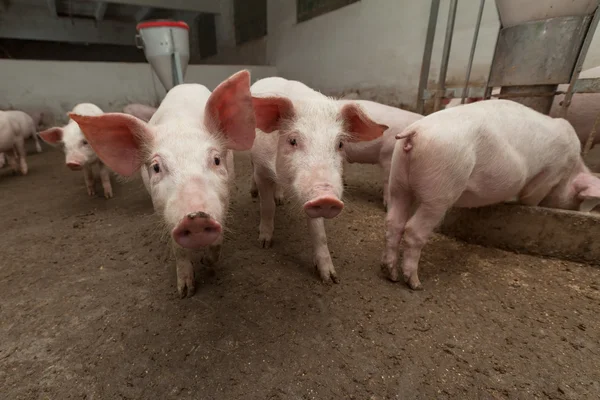 Pig farm — Stock Photo, Image