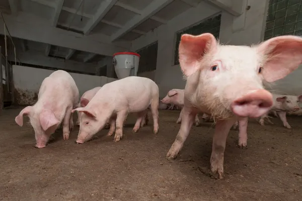 Pig farm — Stock Photo, Image