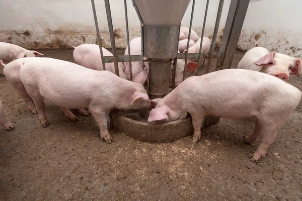 Pig farm — Stock Photo, Image