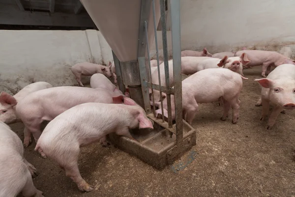 Pig farm — Stock Photo, Image