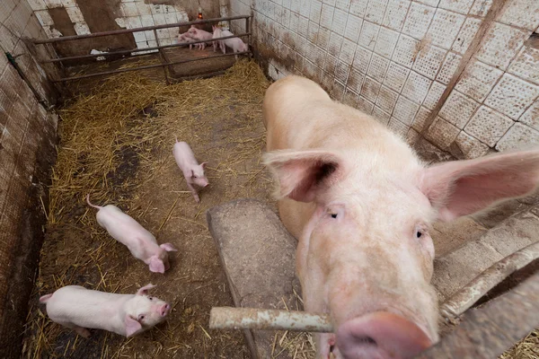 Porco de porca com leitões — Fotografia de Stock