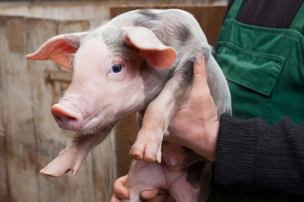 Junges Ferkel auf Händen — Stockfoto