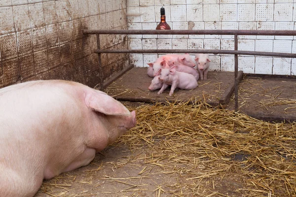 Sow pig with piglets — Stock Photo, Image