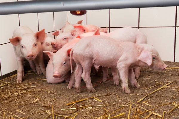 Young piglets — Stock Photo, Image