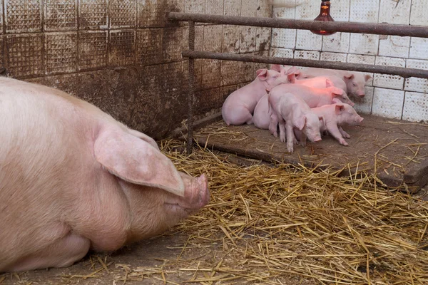 Sow pig with piglets — Stock Photo, Image