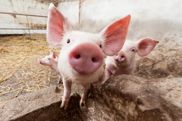 Schweinemastanlage — Stockfoto