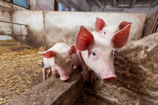 Pig farm — Stock Photo, Image